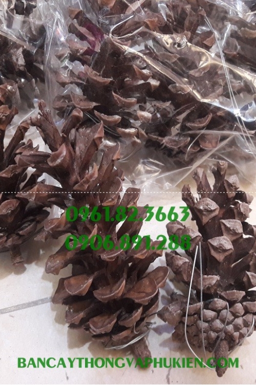 Túi Quả Thông Cỡ Lớn Chọn Lọc (Túi 3 Quả)